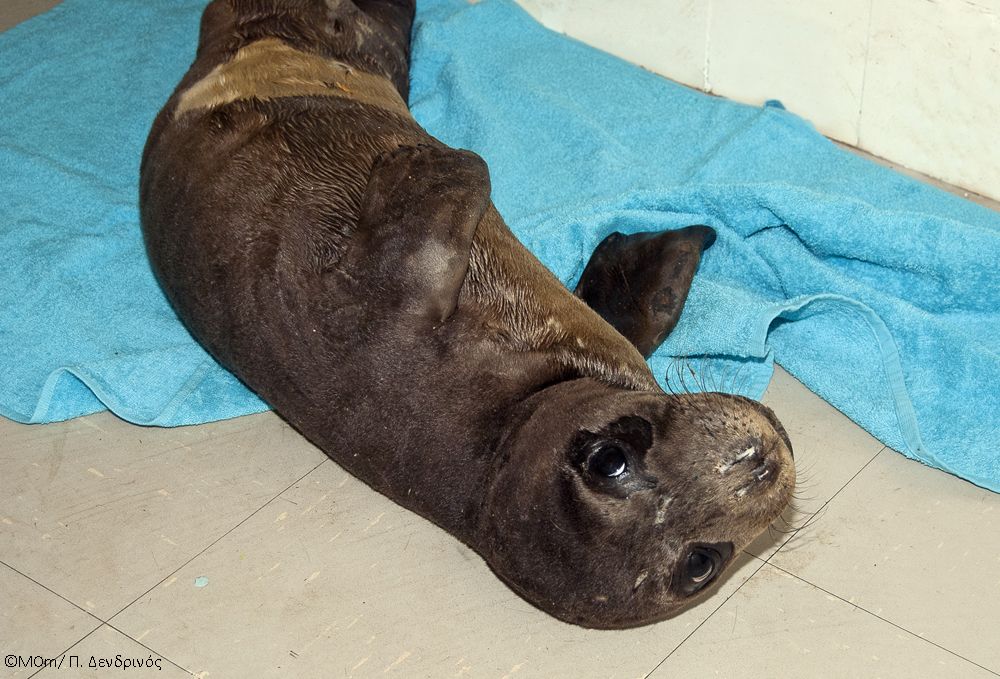 Διάσωση ορφανής μεσογειακής φώκιας στη Νάξο